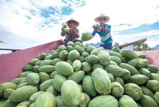 每日吃瓜大赛入口汇聚地,汇聚地揭秘,瓜界风云再起 第3张 每日吃瓜大赛入口汇聚地,汇聚地揭秘,瓜界风云再起 第3张